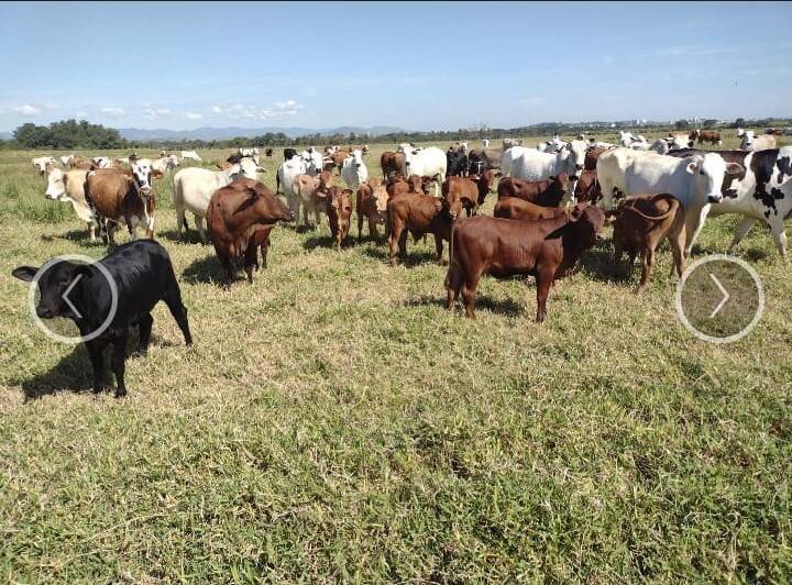 #FA-2456 - Fazenda para Venda em Guaratinguetá - SP