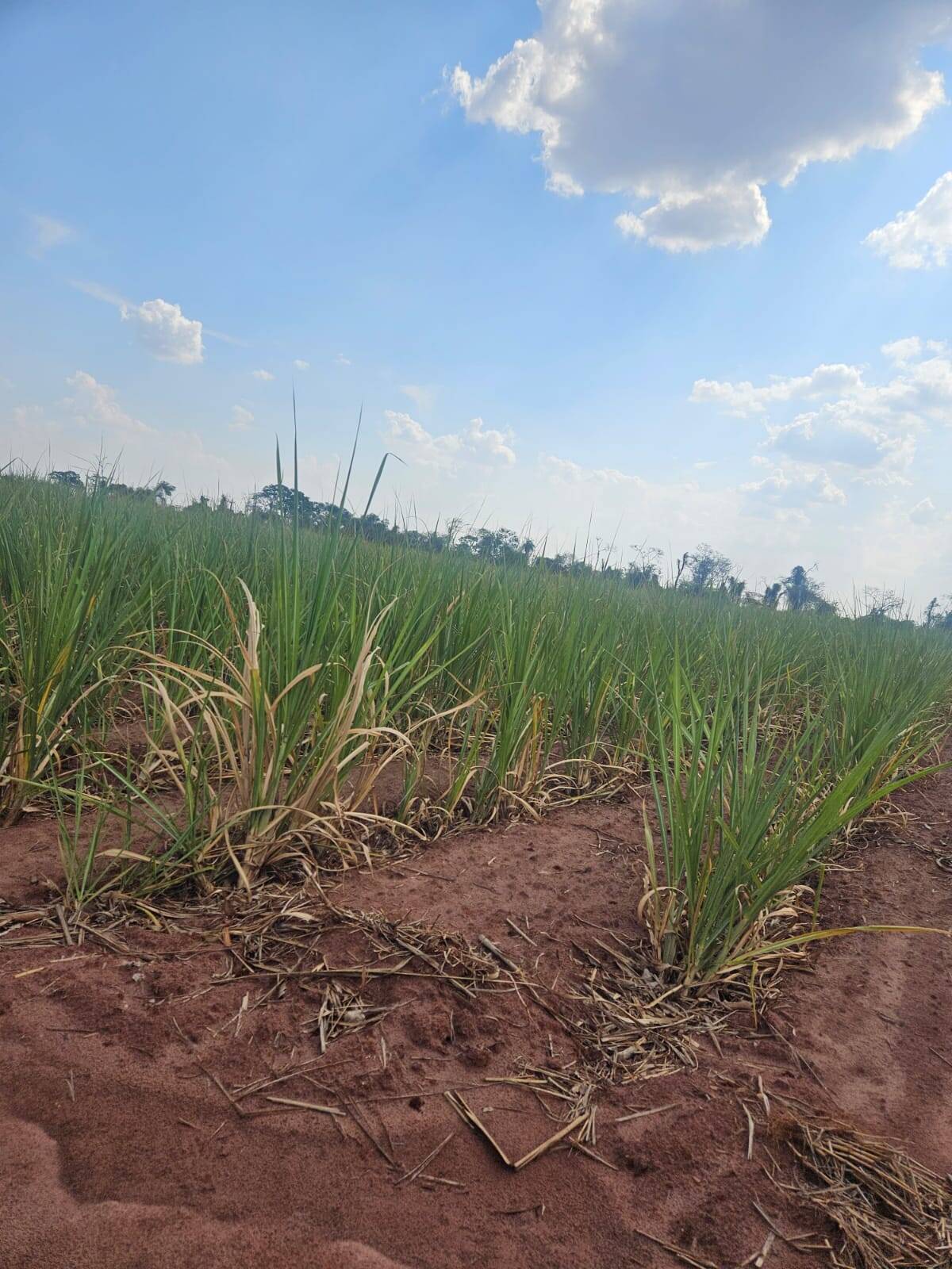 #FA-24145 - Fazenda para Venda em Monte Aprazível - SP