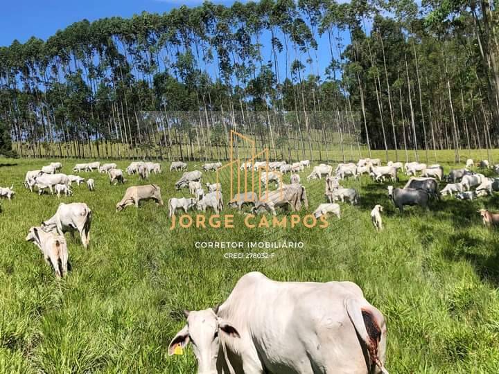 Fazenda à venda com 4 quartos, 200m² - Foto 6