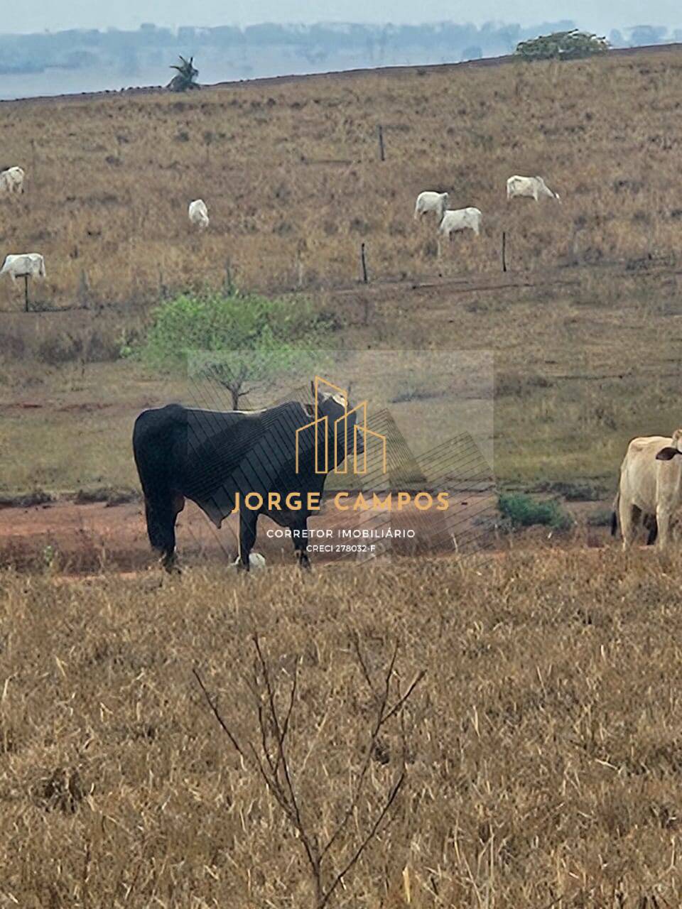 Fazenda à venda com 4 quartos, 60m² - Foto 8